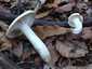 Kőrisszagú csigagomba (Hygrophorus cossus), Budai-hegység